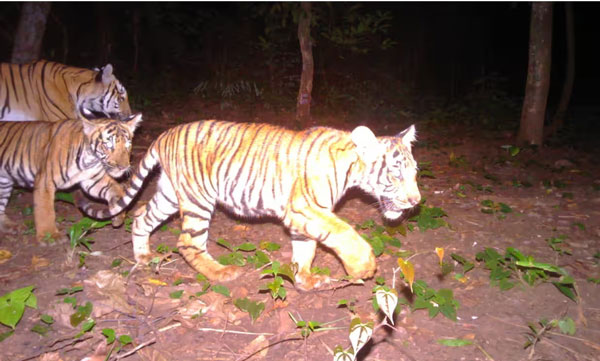 tiger