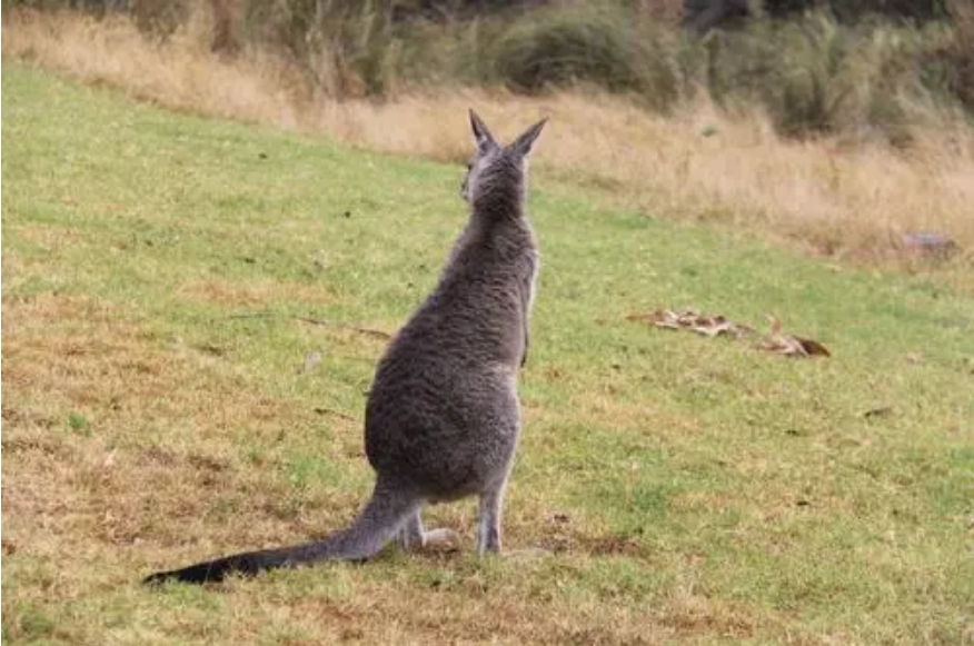wild animal-kangaroo
