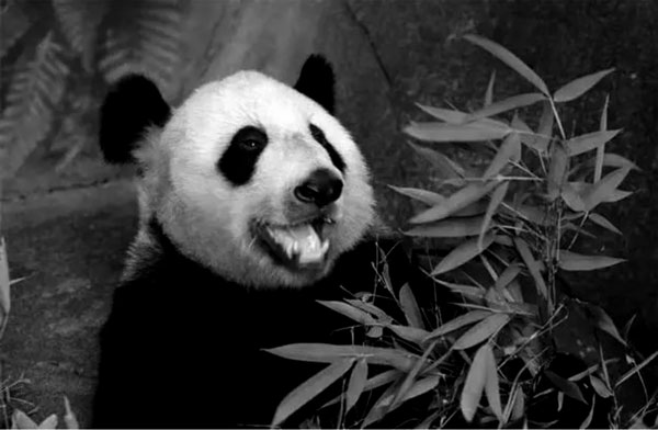 wild animal-panda